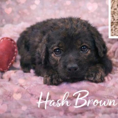 Hash Brown