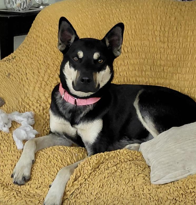 Prince : The Perfect