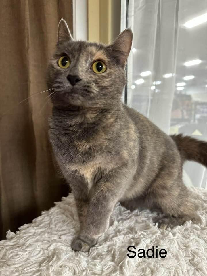 Sadie