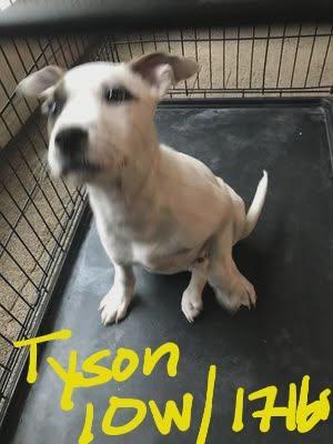 Tyson