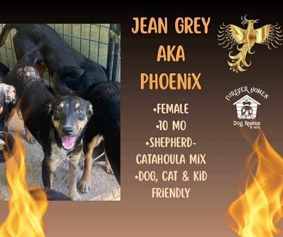 Jean Grey Aka Phoenix