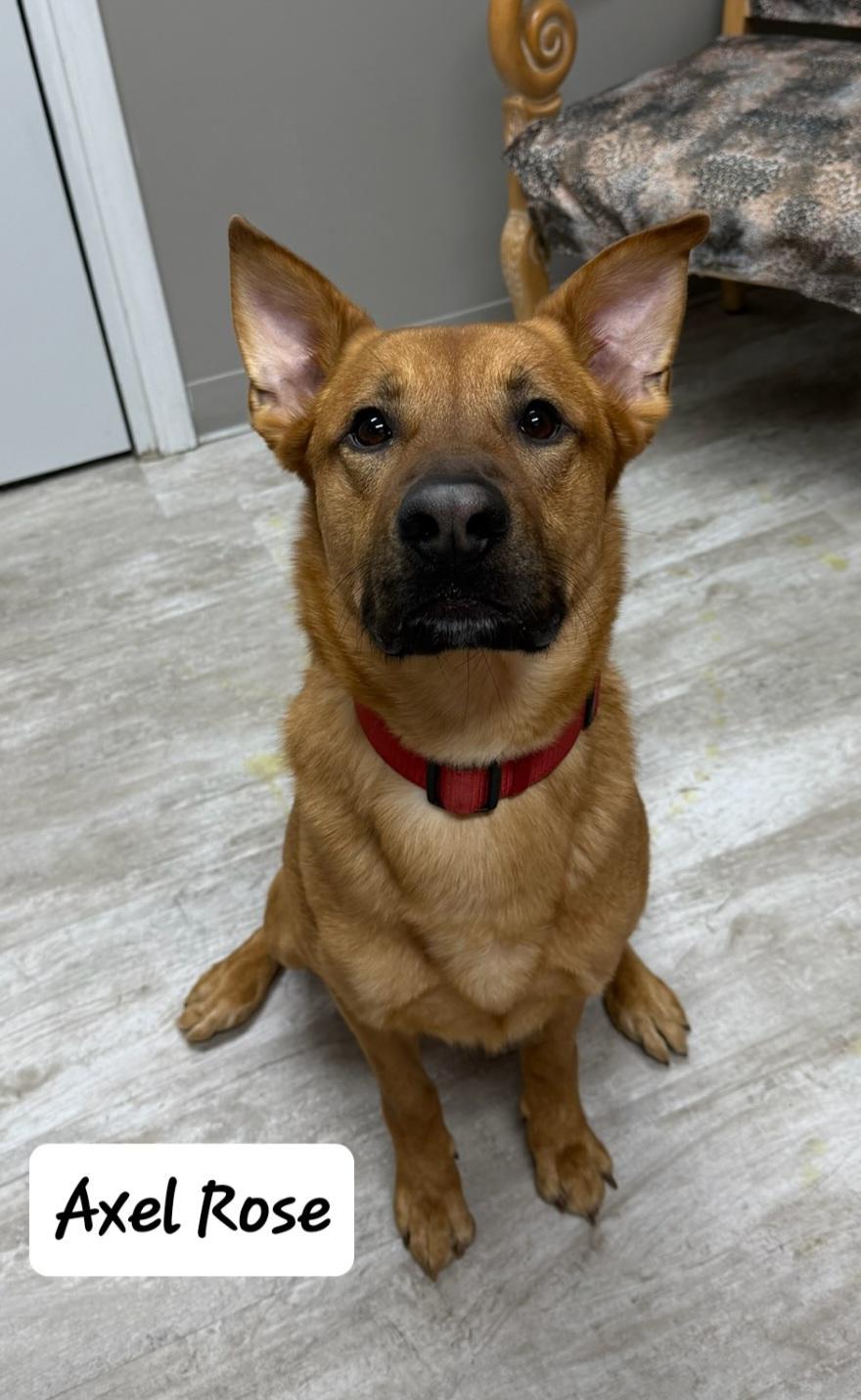 Axel Rose