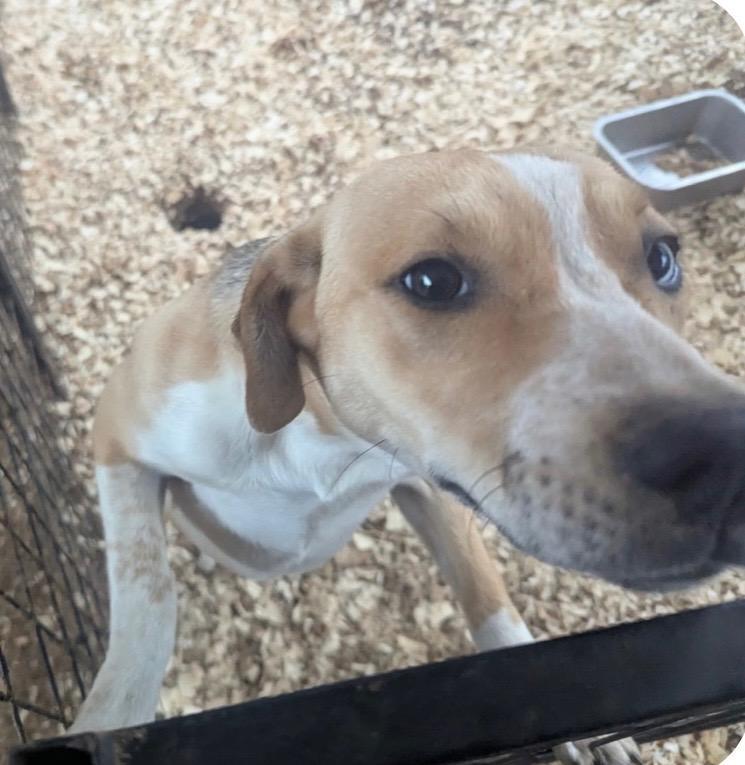 A young large-sized female Beagle dog named Junebug for adoption in Fosters, AL