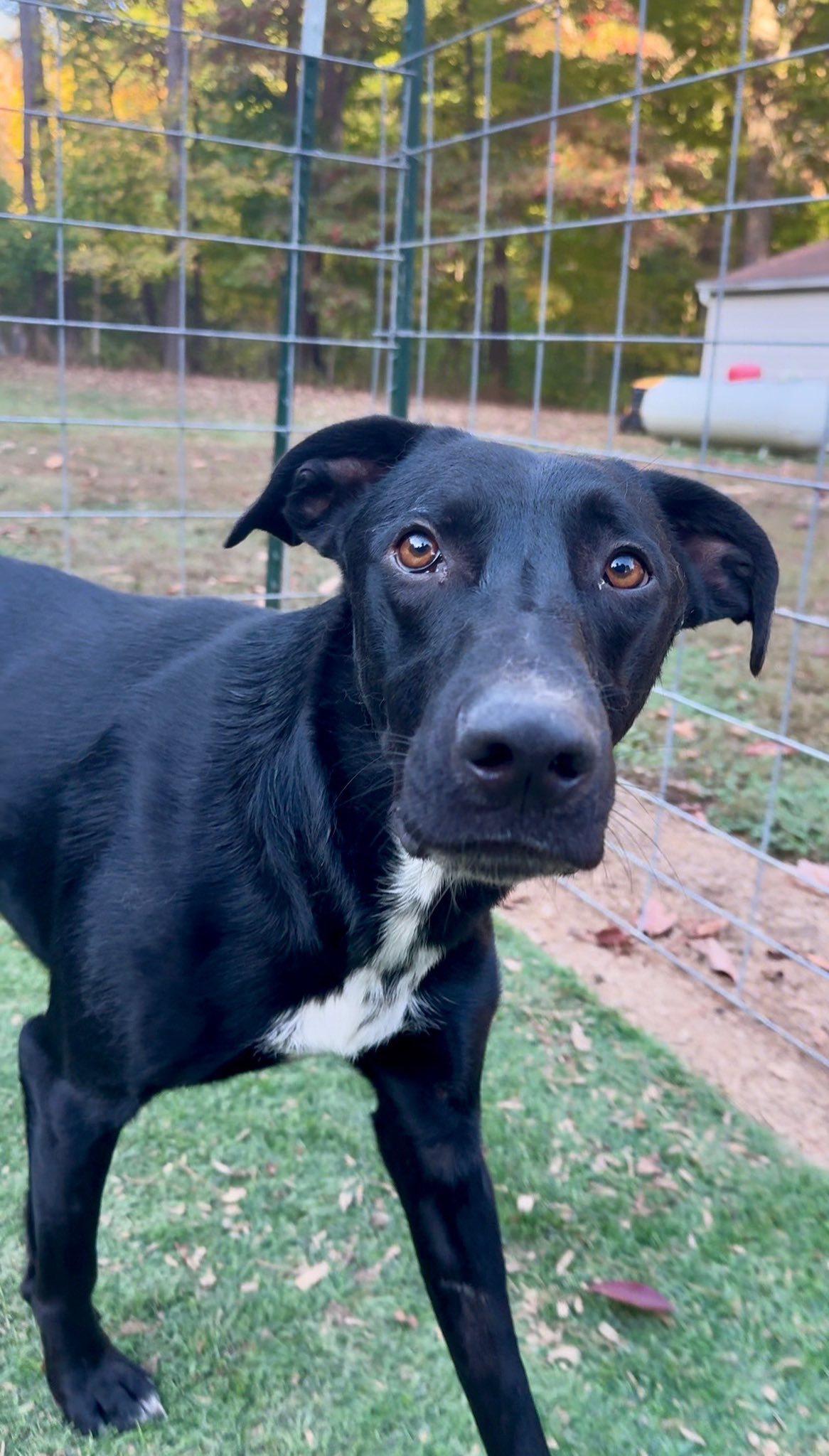 An adult large-sized male German Shepherd Dog dog named Lenny for adoption in Terre Haute, IN