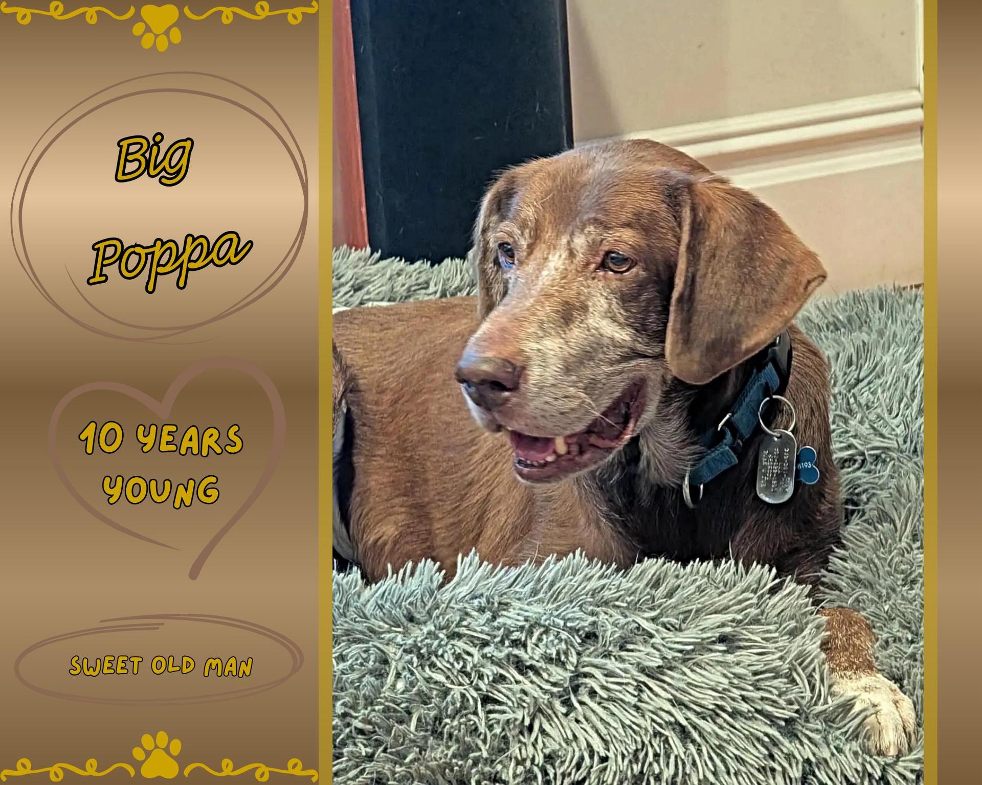 A senior large-sized male Brown / Chocolate Labrador Retriever dog named Big Poppa for adoption in Middletown, RI