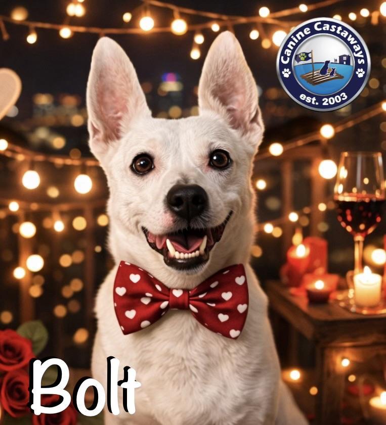 Bolt