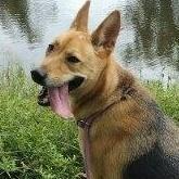 An adult large-sized female Bicolor Shepherd dog named Melody for adoption in Houston, TX
