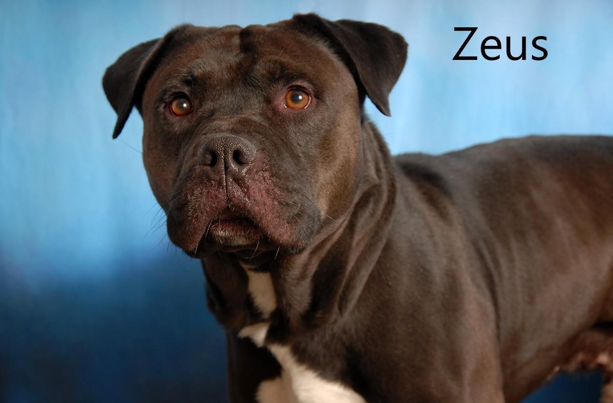 Zeus