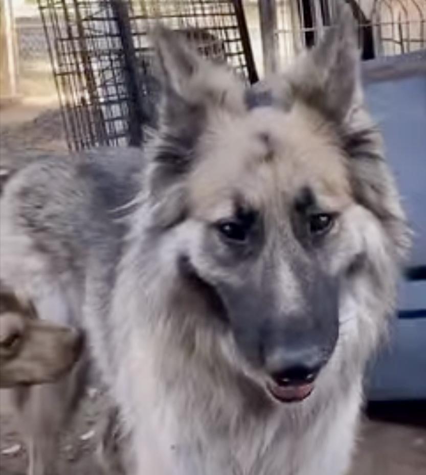 An adult large-sized female Tricolor (Brown, Black, & White) German Shepherd Dog dog named Jenny for adoption in Greeneville , TN