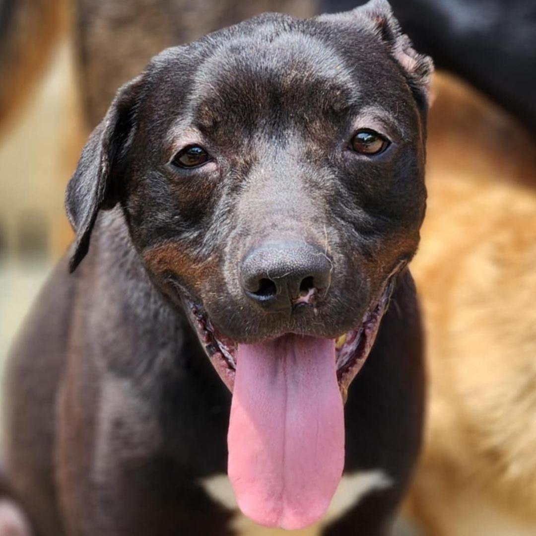 A young medium-sized male Pit Bull Terrier dog named Jesse for adoption in Chuckey, TN