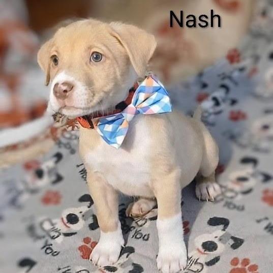 Nash
