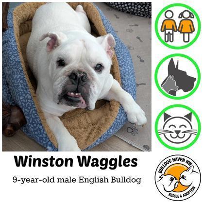 Winston Waggles