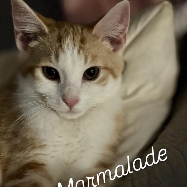 Marmalade Felv+ Mama