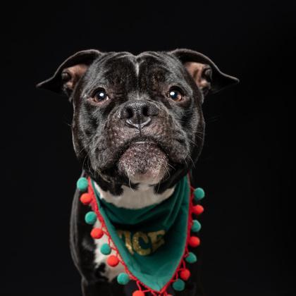 An adult medium-sized male Mixed Breed dog named Mike Wazowski for adoption in Atlanta, GA