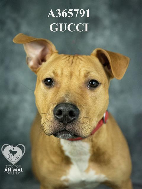 Gucci Courtey Post. Out