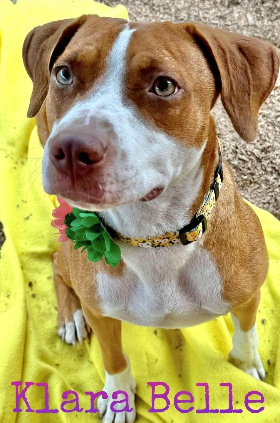 Klara Belle