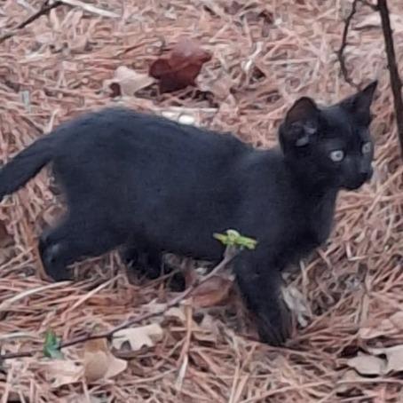 A baby small-sized female Black Domestic Short Hair cat named Betty for adoption in Natchitoches, LA