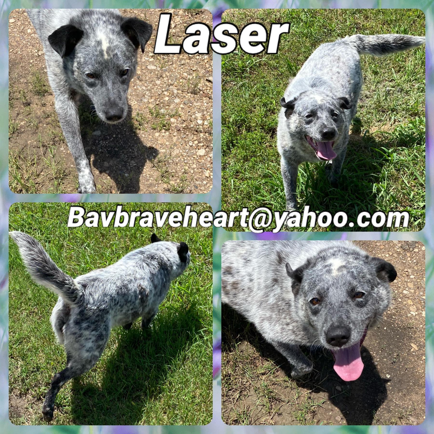 An adult large-sized female Merle (Blue) Australian Cattle Dog / Blue Heeler dog named Laser for adoption in Ladonia, TX
