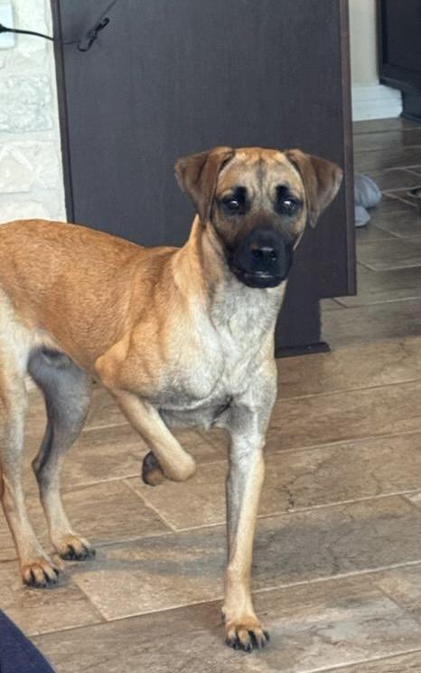 A young medium-sized male Labrador Retriever dog named Kobe for adoption in Brookeville, MD