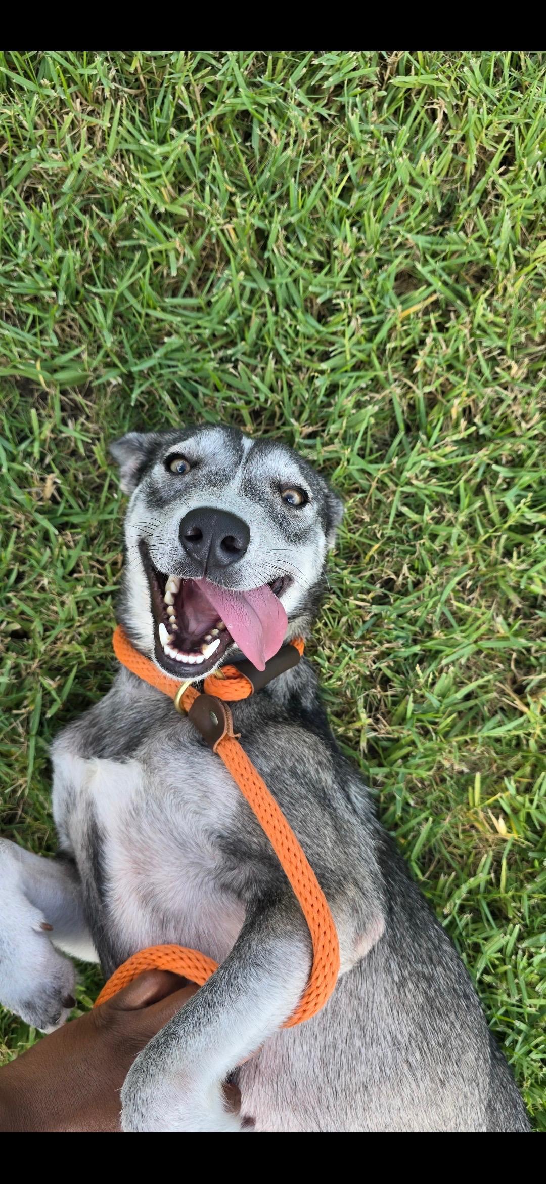 An adult medium-sized female Siberian Husky dog named Crosby for adoption in Sumter, SC