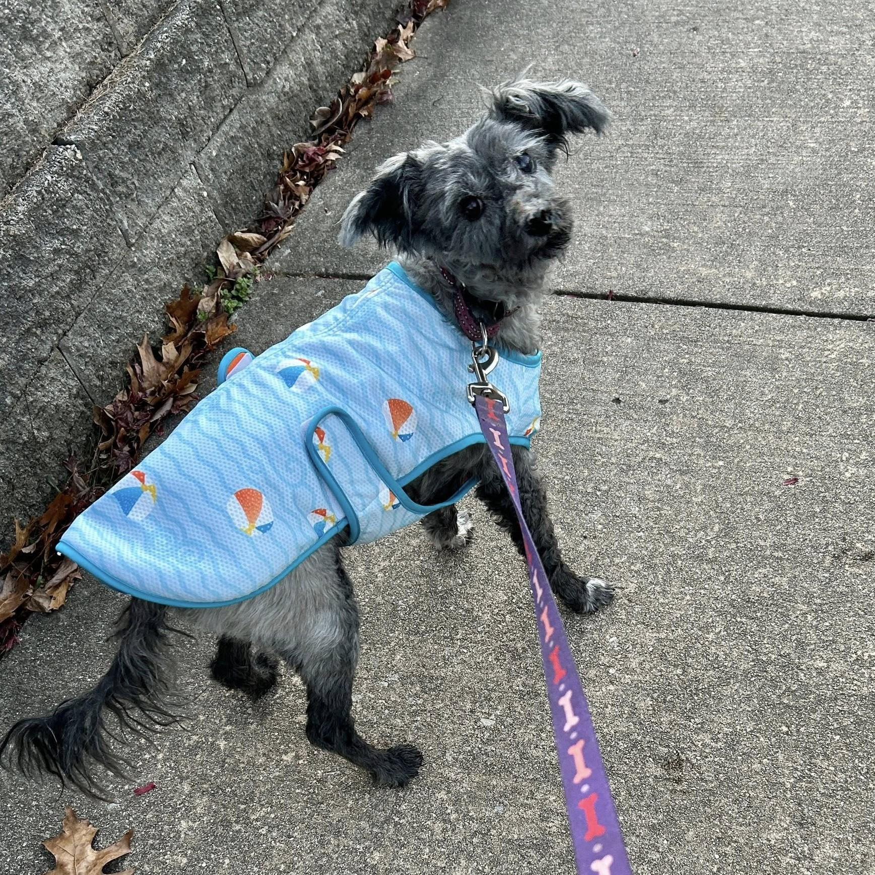 A senior small-sized male Gray / Blue / Silver Terrier dog named Digger for adoption in Phoenixville, PA