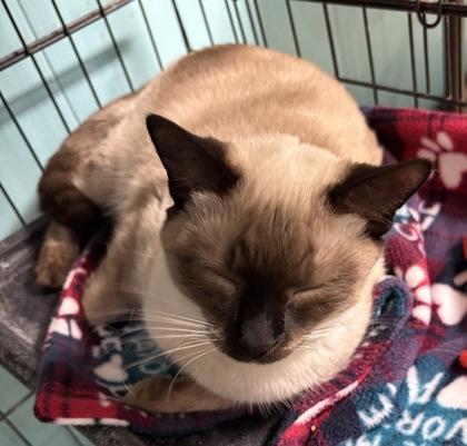 An adult medium-sized female Seal Point Siamese cat named Fresca for adoption in Plano, TX