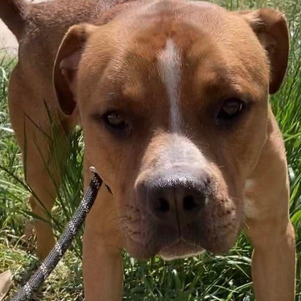 An adult medium-sized male Brindle Pit Bull Terrier dog named Mozart for adoption in Denison, TX
