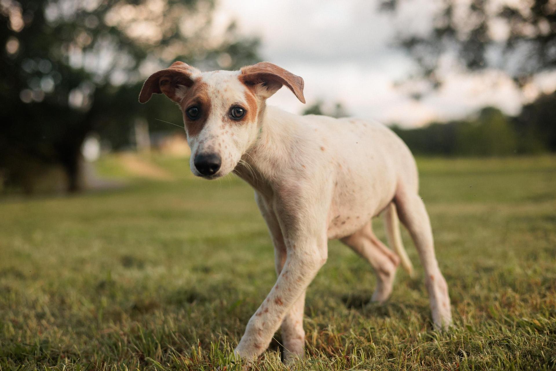 A baby small-sized female White / Cream Feist dog named Hazelnut Transport for adoption in Gradyville, KY