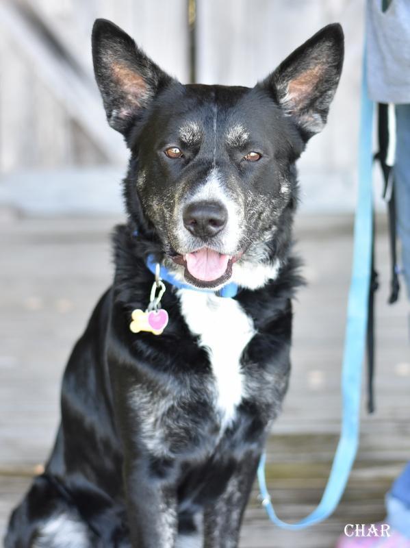 A young large-sized male Australian Cattle Dog / Blue Heeler dog named Char for adoption in Conroe, TX