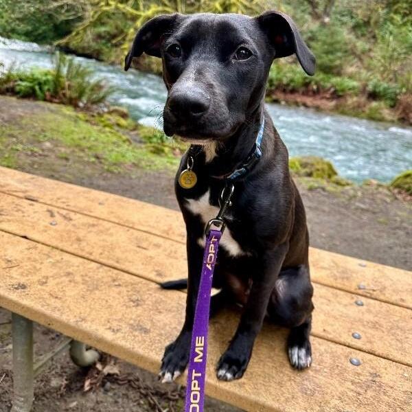 Jet Travel The Sweet