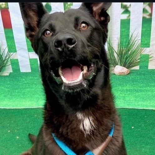 Hopscotch Happy Single