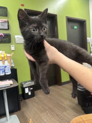 A baby small-sized female Domestic Short Hair cat named Mystique for adoption in Atlanta, GA