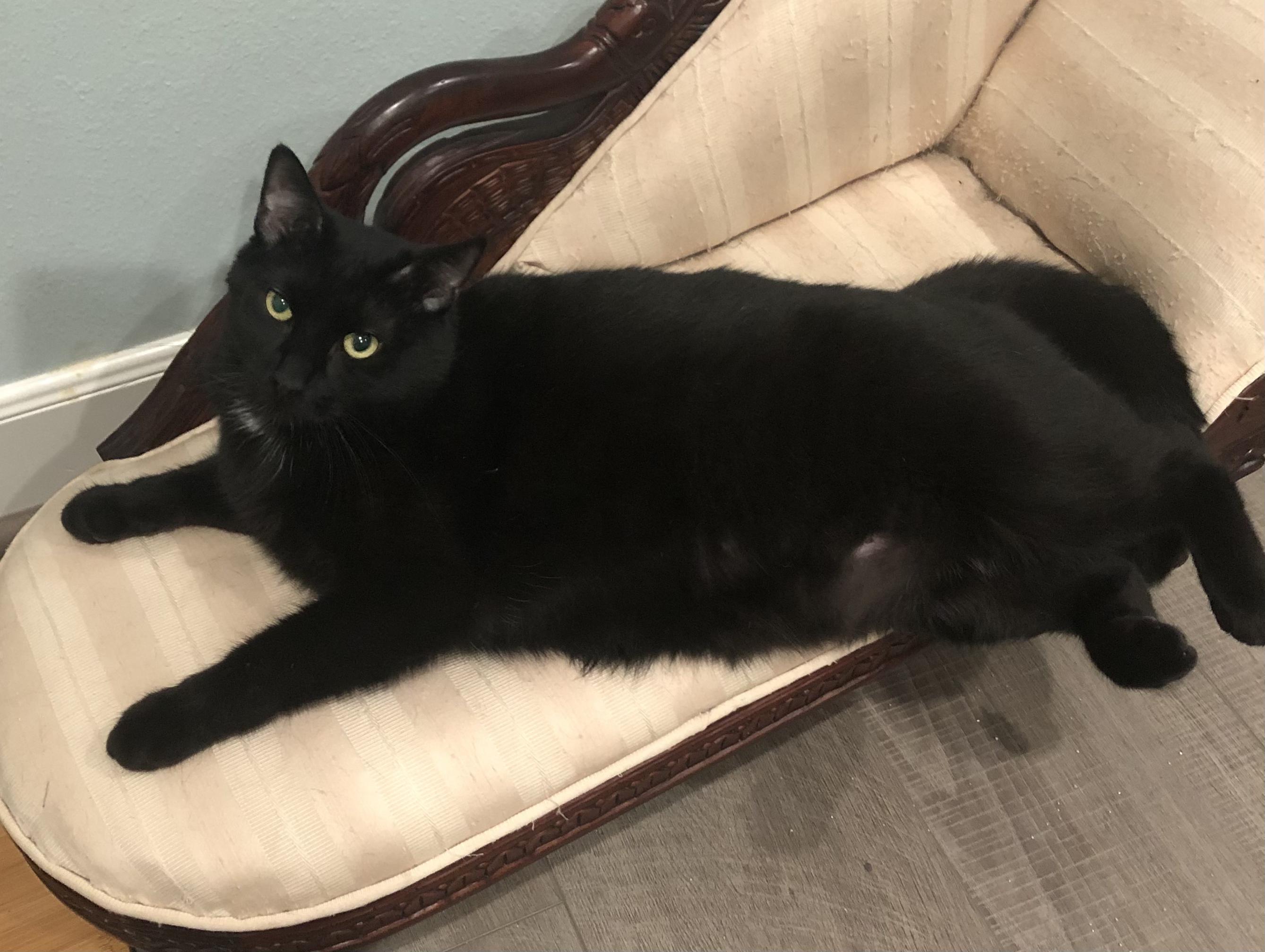 Coe Portofino Petsmart