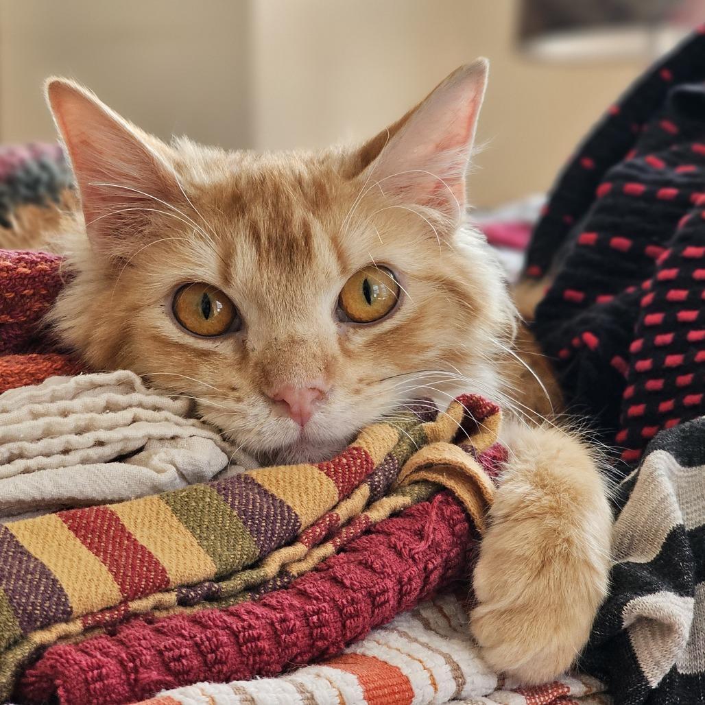 Butterscotch photo 1