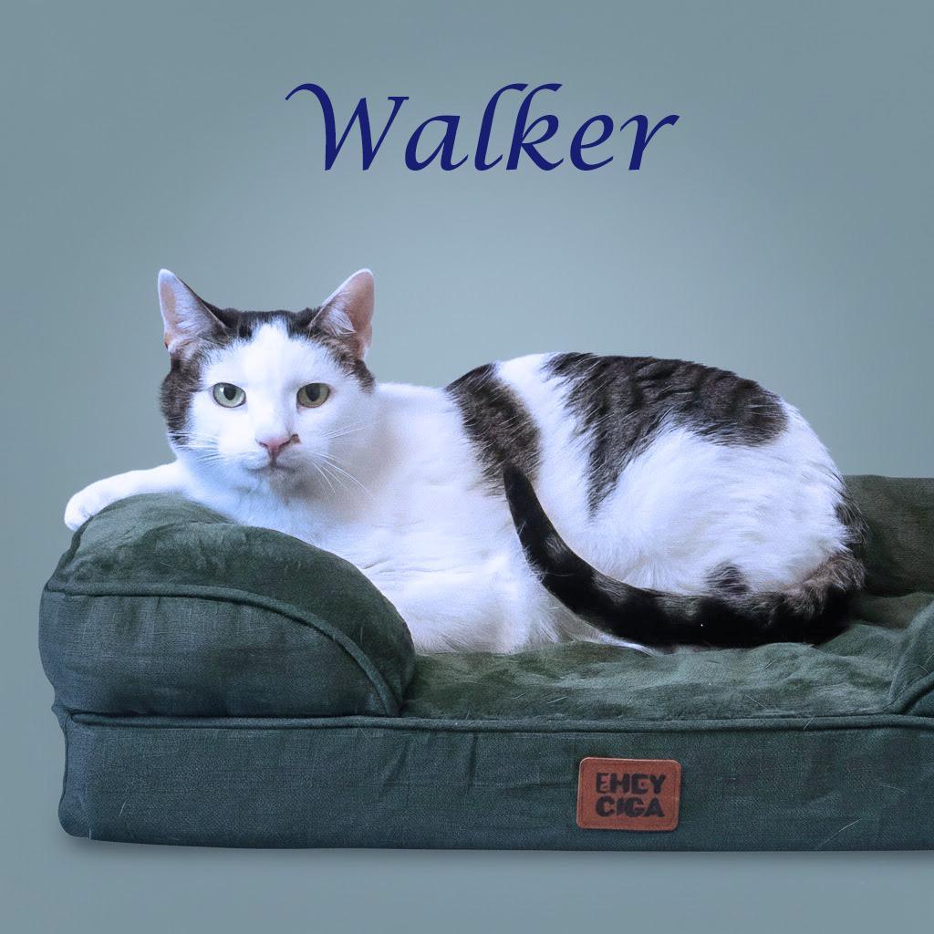 Walker C