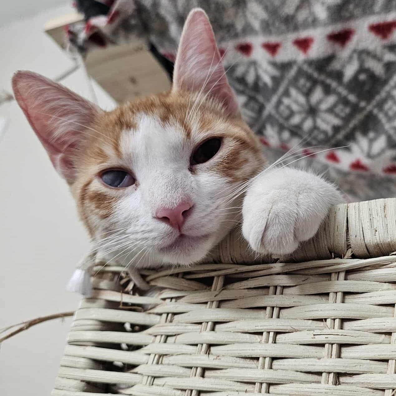 A baby medium-sized male Orange & White Domestic Short Hair cat named Buddy for adoption in San Antonio, TX