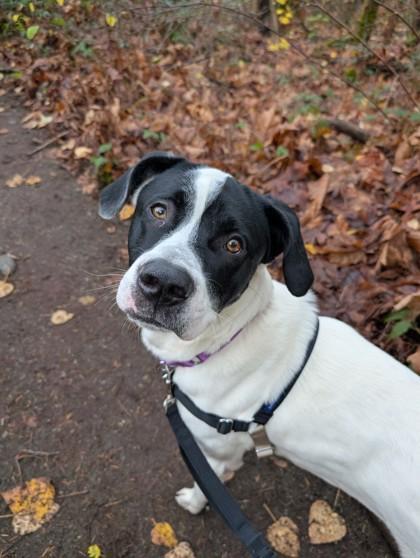 A young medium-sized male Pit Bull Terrier dog named Torm for adoption in Bellevue, WA