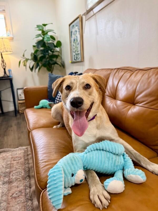 Sandy Pink The Golden