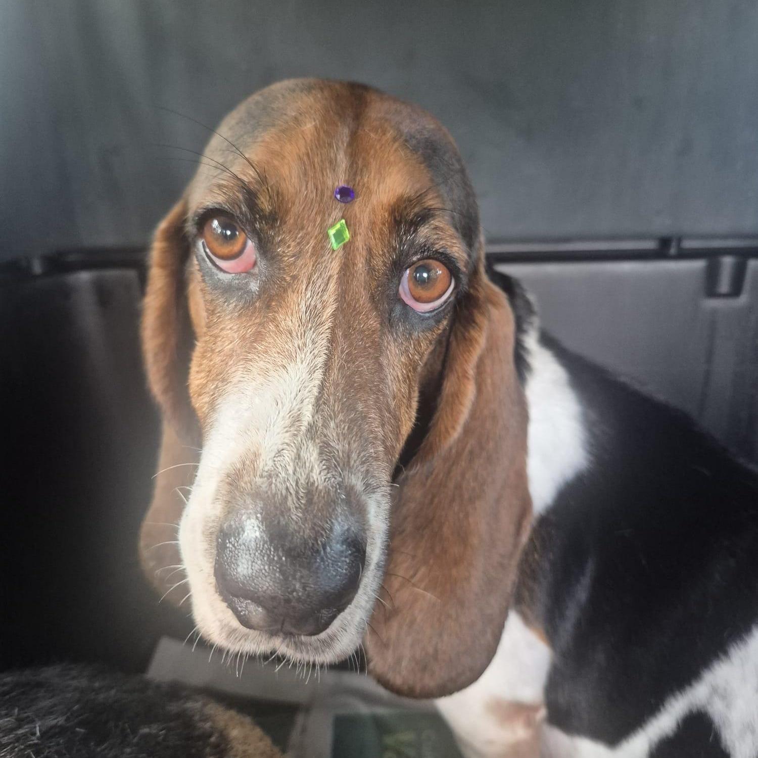 Ghandi And Babavossout Of