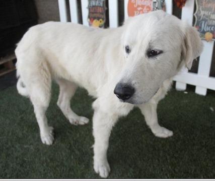 An adult large-sized female White / Cream Great Pyrenees dog named Princess for adoption in San Bernardino, CA