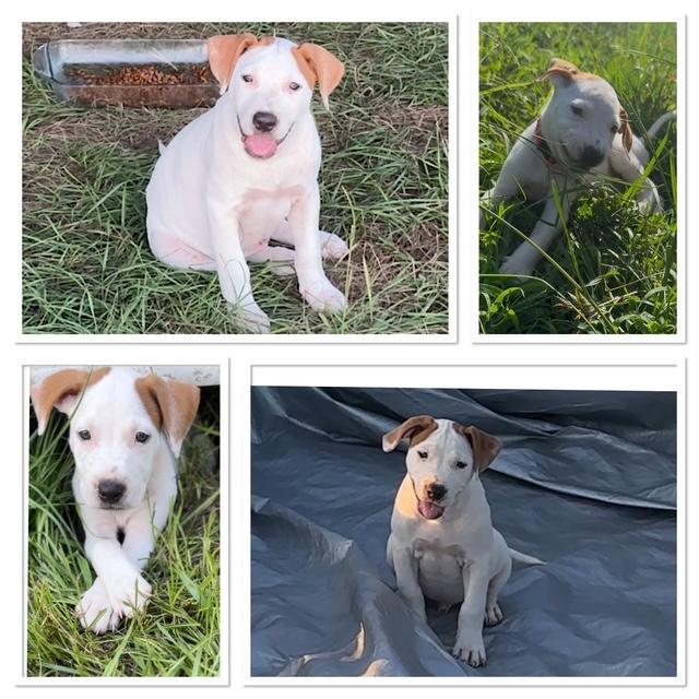 A baby medium-sized male Pit Bull Terrier dog named Buoy for adoption in Conroe, TX