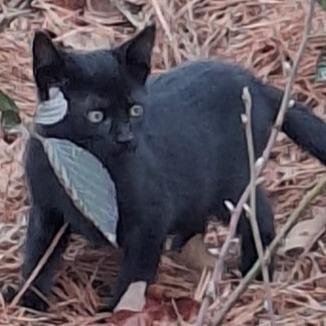 A baby small-sized female Black Domestic Short Hair cat named Binky for adoption in Natchitoches, LA