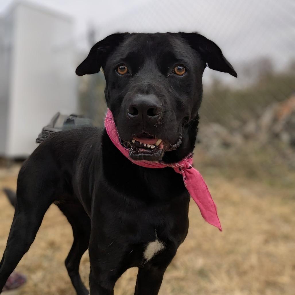 A senior medium-sized female Black Mixed Breed dog named Stormie for adoption in Columbiana, AL