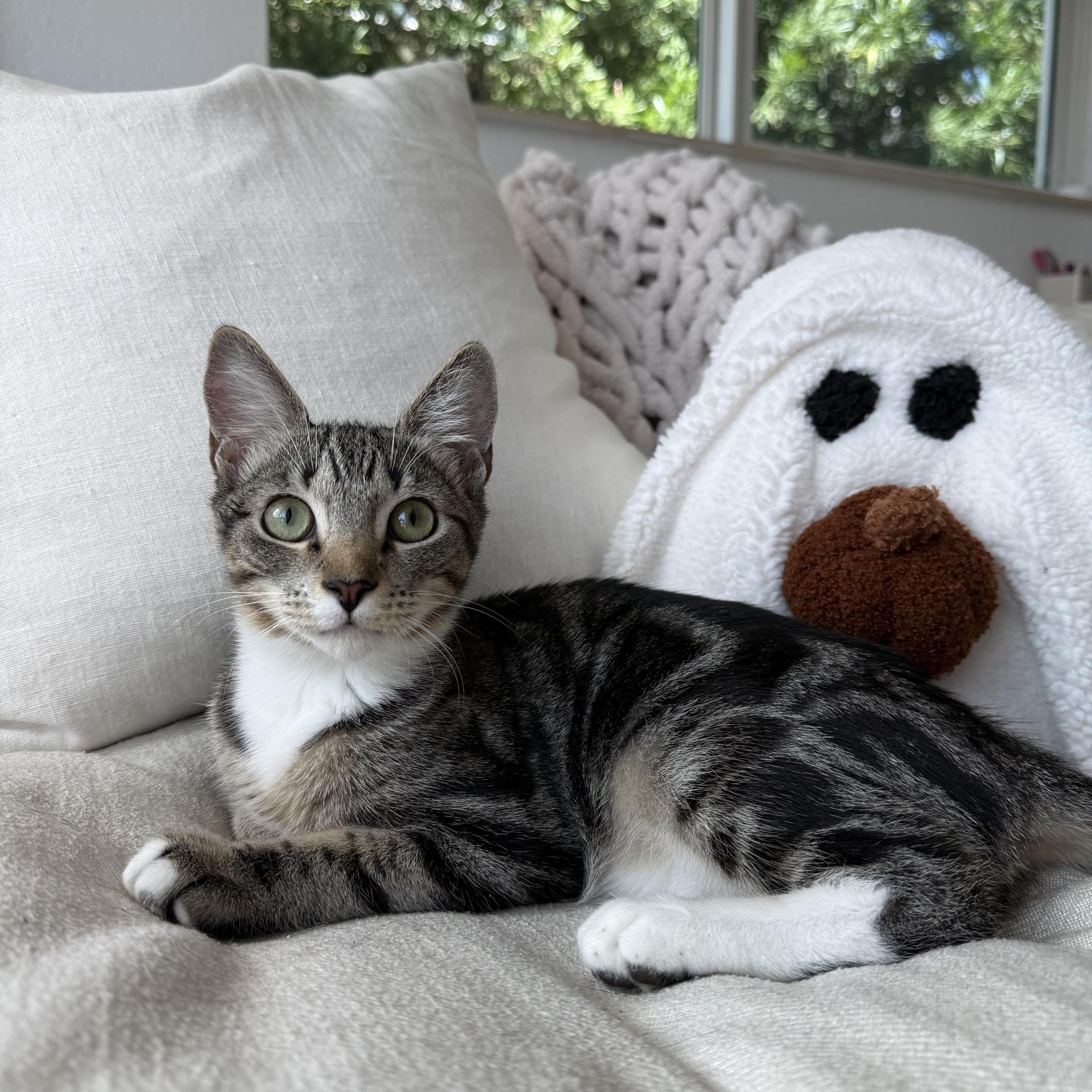 A baby small-sized male Tabby (Brown / Chocolate) Domestic Short Hair cat named Mickey for adoption in Boca Raton, FL