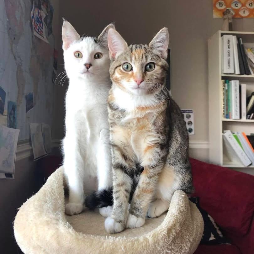 Pizzacato Zabriskie photo 1