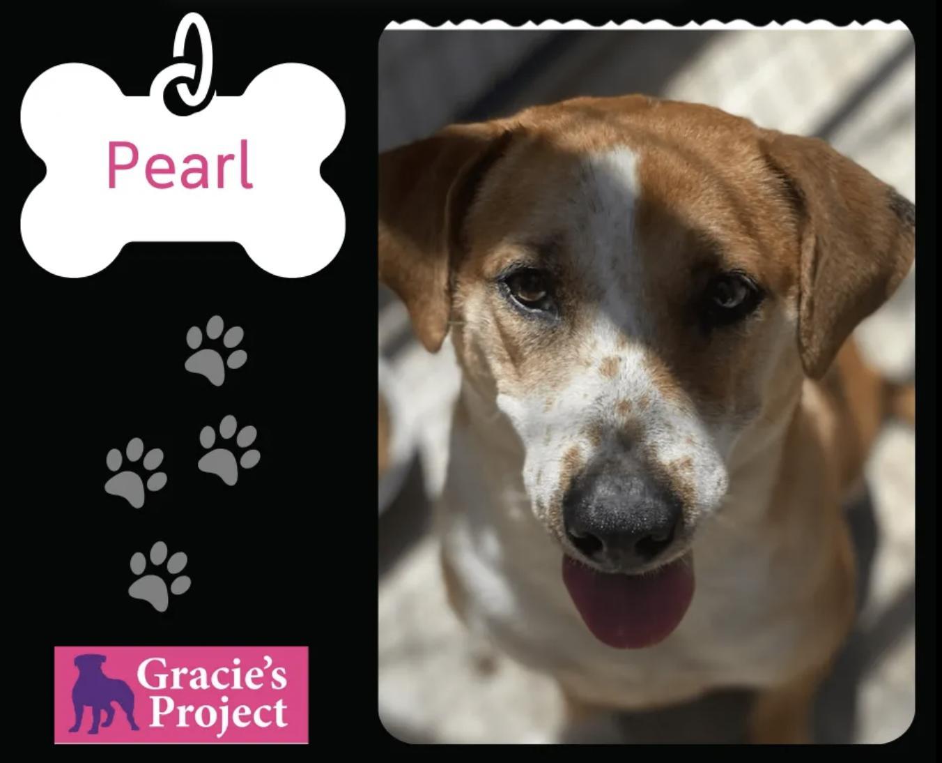 An adult medium-sized female Apricot / Beige English Coonhound dog named Pearl for adoption in Canyon, TX