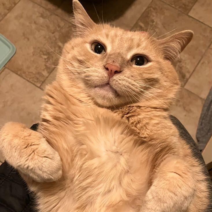 Garfield Fiv+
