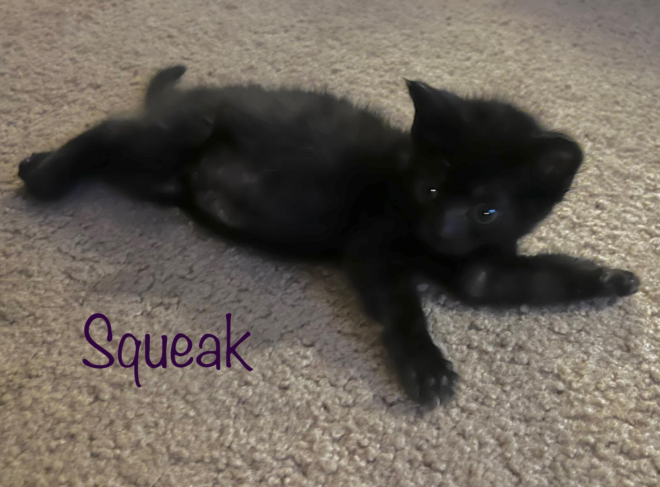 Squeak