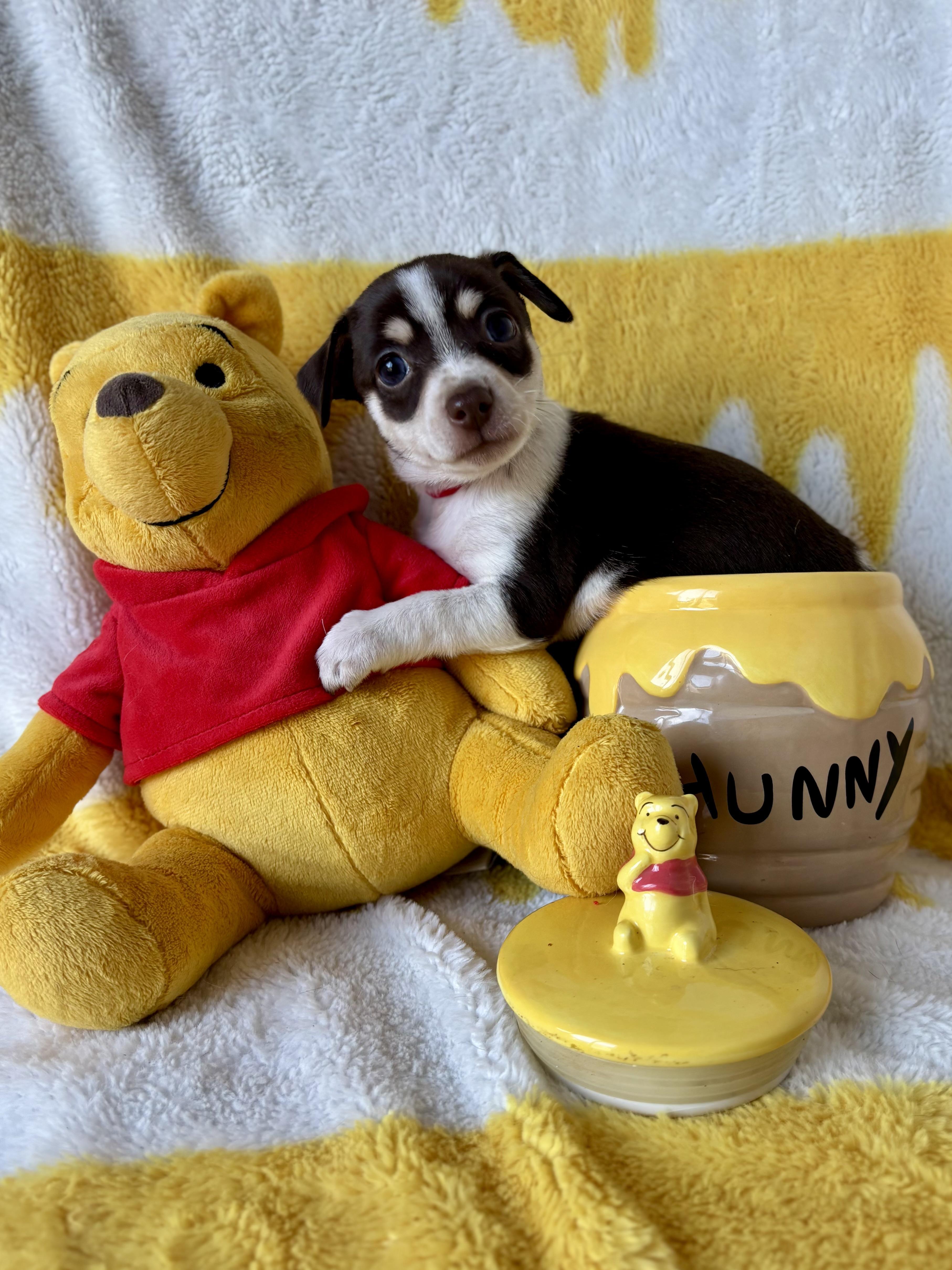 Cinnamon Spice Litter