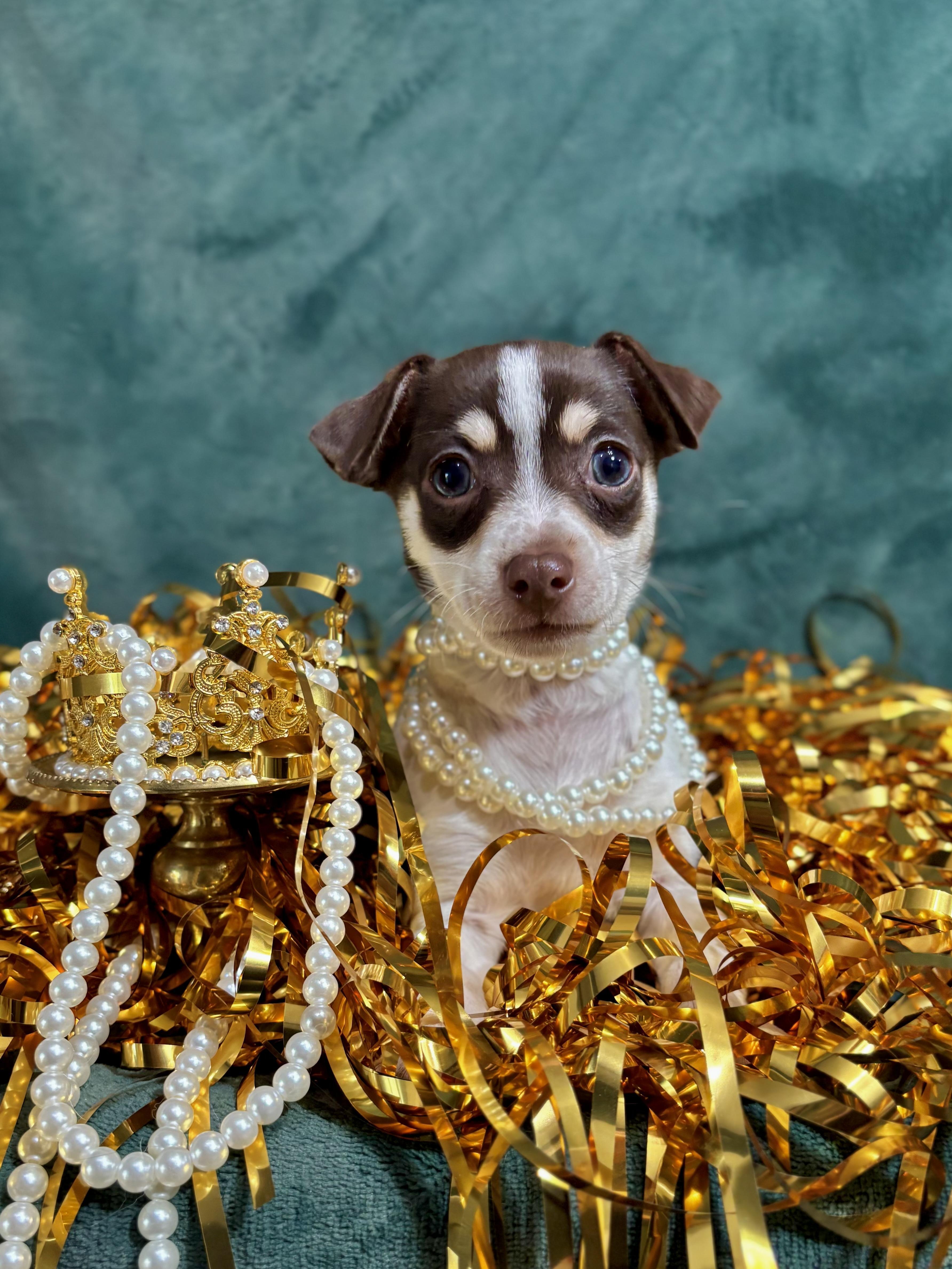 Cinnamon Spice Litter